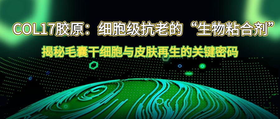XVII型胶原：细胞级抗老的“生物粘合剂”